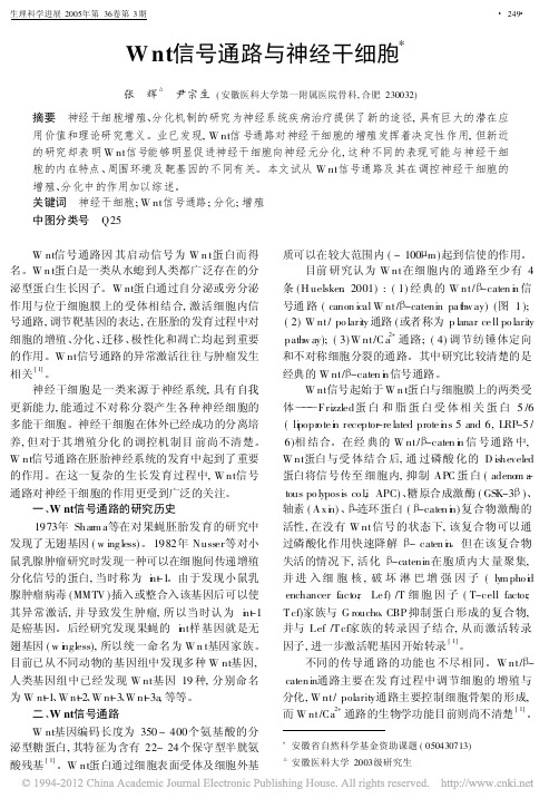 Wnt信号通路与神经干细胞