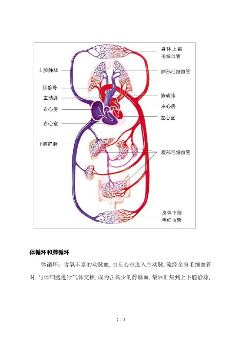 体循环和肺循环