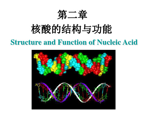 核酸的结构与功能