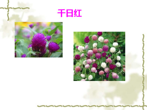 常见观花植物