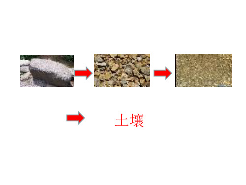 五年级上册科学课件-《土壤中有什么》 (共11张PPT) 教科版