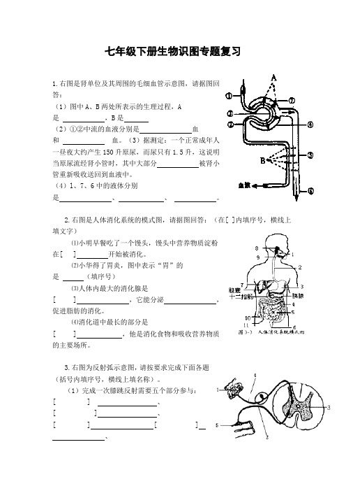 已整理的初中生物七年级下册识图专题复习