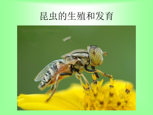 初中生物八年级下册《昆虫的生殖和发育》