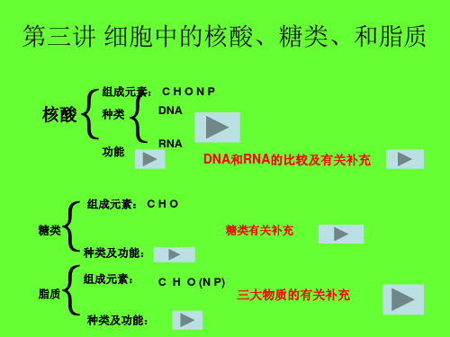 高三复习课件细胞中的核酸、糖类和脂质