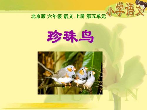 《珍珠鸟》(北京版六年级语文上册课件)