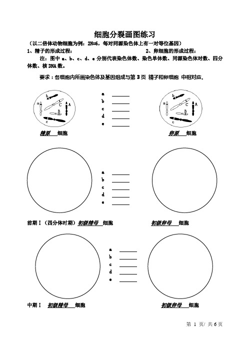 高中生物细胞分裂画图练习