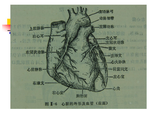 冠脉造影与X线解剖对照图02