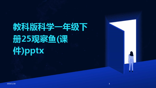 2024版教科版科学一年级下册25观察鱼(课件)pptx[1]