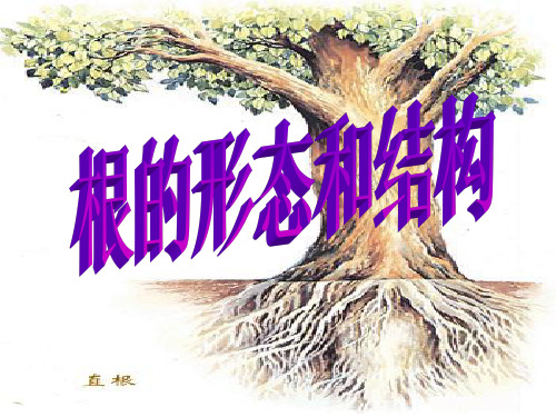 华师大版科学八上4.1《绿色开花植物的营养器官》ppt课件