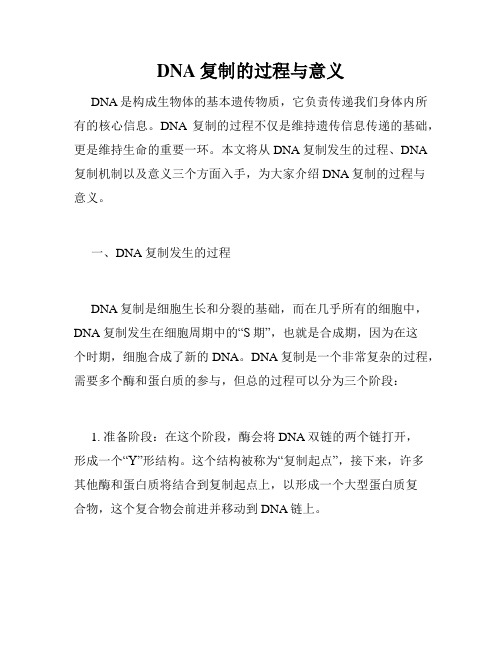 DNA复制的过程与意义