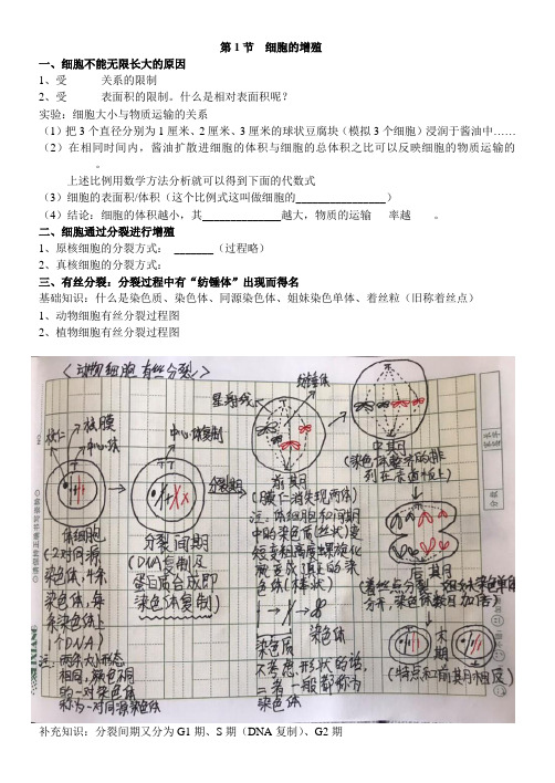 第6章细胞的生命历程导学案高一上学期生物人教版必修1