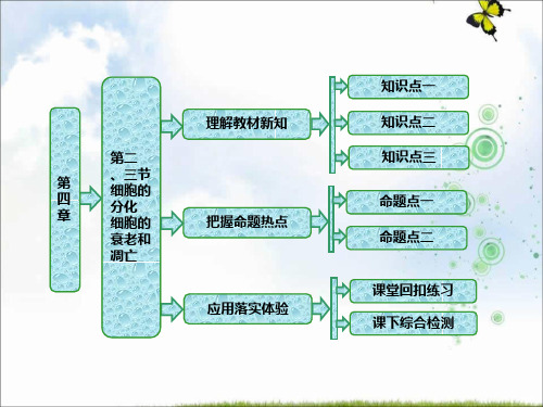 高中生物浙科版必修1课件：第四章 第二、三节 细胞的分化 细胞的衰老和凋亡