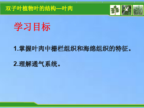 双子叶植物叶的结构叶肉一