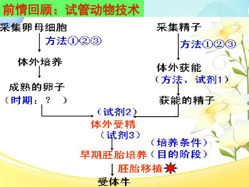 高中生物_胚胎移植教学课件设计