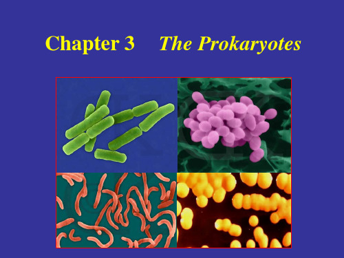 Chapter 3  The Prokaryotes 微生物学 教学课件 英文版