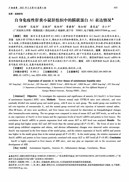 自身免疫性肝炎小鼠肝组织中的膜联蛋白A1表达情况