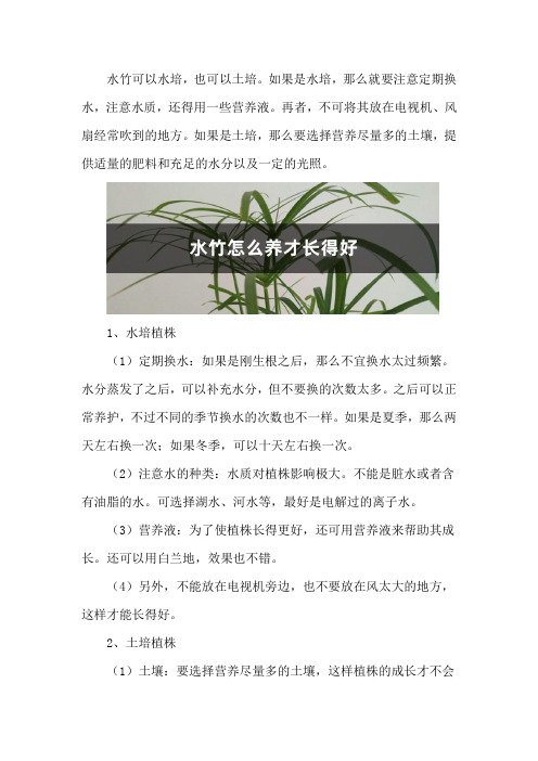 水竹怎么养才长得好