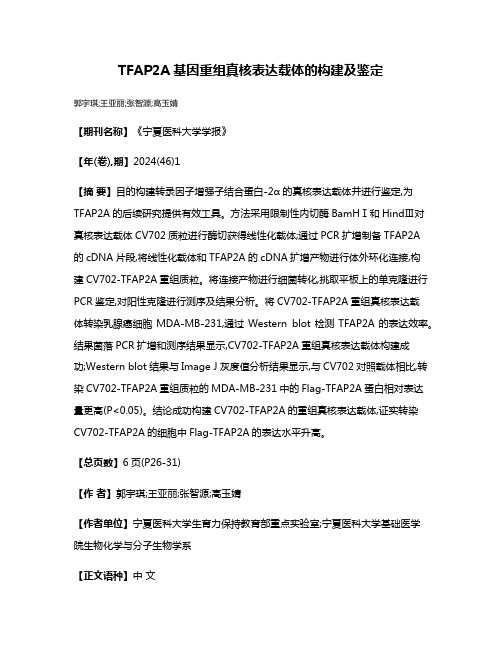 TFAP2A基因重组真核表达载体的构建及鉴定