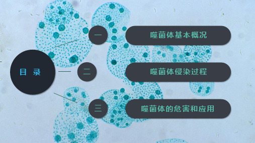 噬菌体病毒微生物学习成果汇报PPT