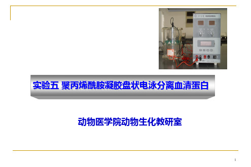 生物化学实验五《聚丙烯酰胺凝胶盘状电泳分离血清蛋白》课件