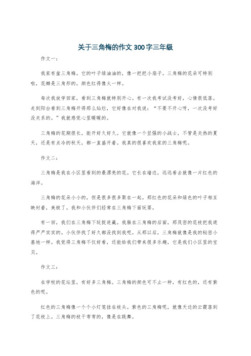 关于三角梅的作文300字三年级