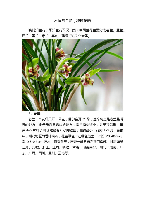 不同的兰花，种种花语