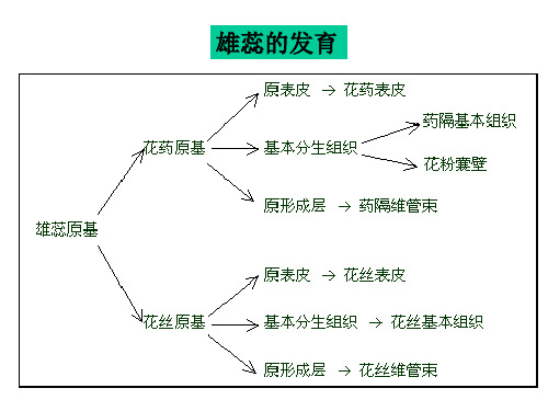 花药的发育和花粉粒的形成课件