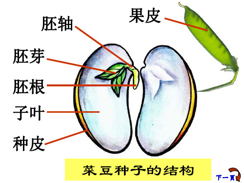 初中七年级上学期生物课件-3.6.2单子叶植物