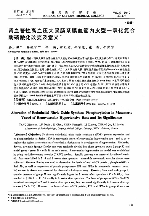 肾血管性高血压大鼠肠系膜血管内皮型一氧化氮合酶磷酸化改变及意义