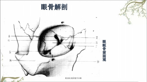 眼部疾病影像学诊断