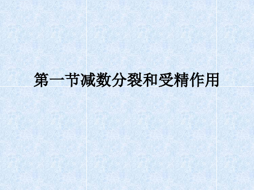 人教版教学课件第二章第一节减数分裂