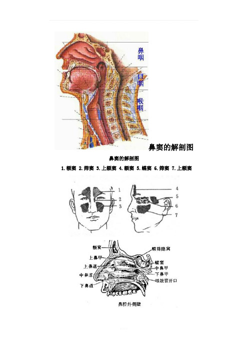 鼻窦的解剖图