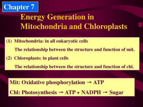 苏大第七章 线粒体与叶绿体