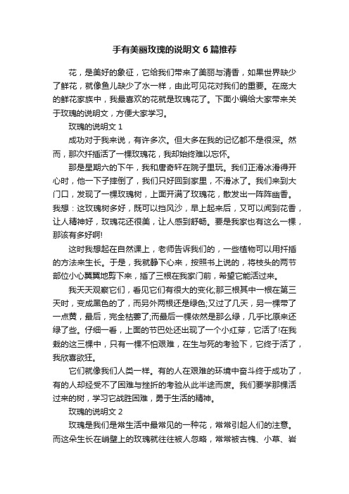 手有美丽玫瑰的说明文6篇推荐