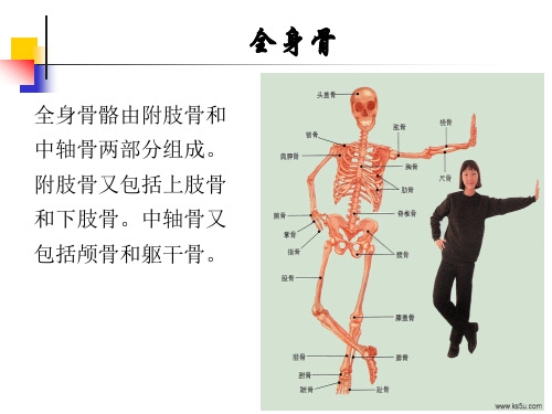 9躯干骨 连结 肌肉.PPT