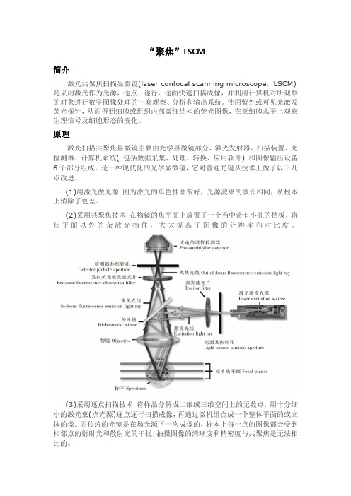 “聚焦”LSCM-共聚焦显微镜