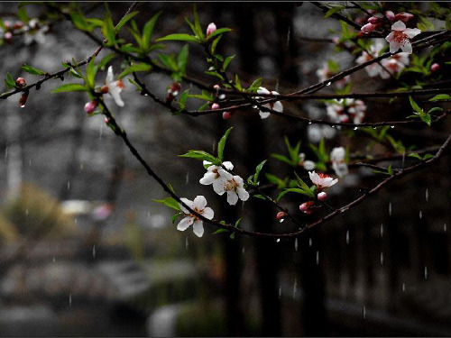 雨的树林