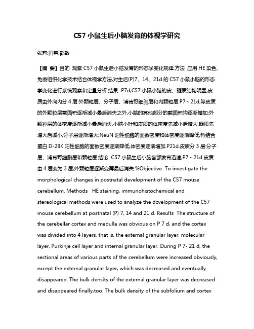 C57小鼠生后小脑发育的体视学研究