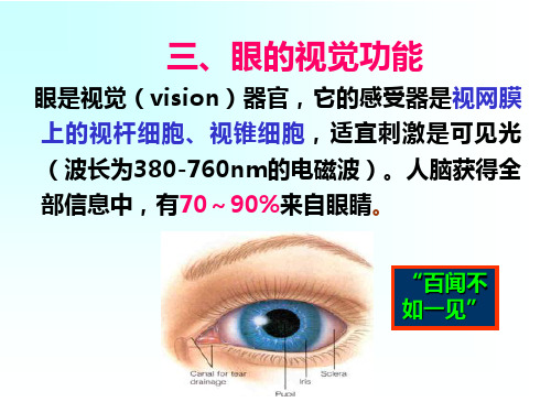 眼的视觉功能