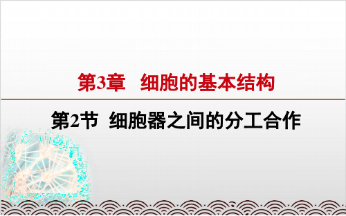 新教材《细胞器之间的分工合作》课文分析人教版1