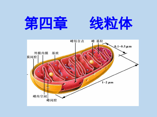 线粒体