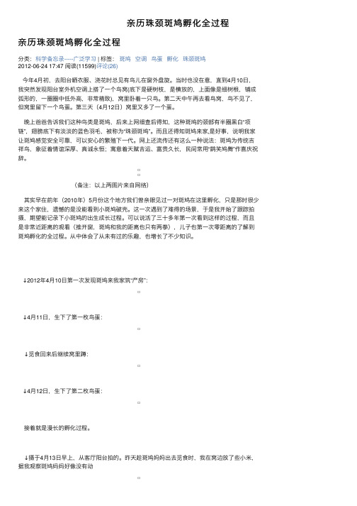 亲历珠颈斑鸠孵化全过程