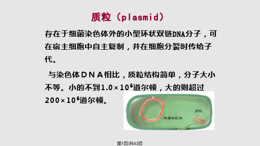 质粒DNA提取鉴定PPT课件