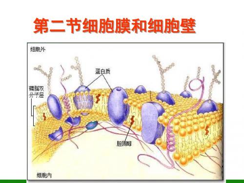 必修1第二章第二节细胞膜和细胞壁(共30张PPT)