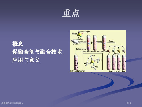 细胞生物学实验细胞融合