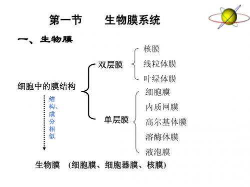 生物膜系统