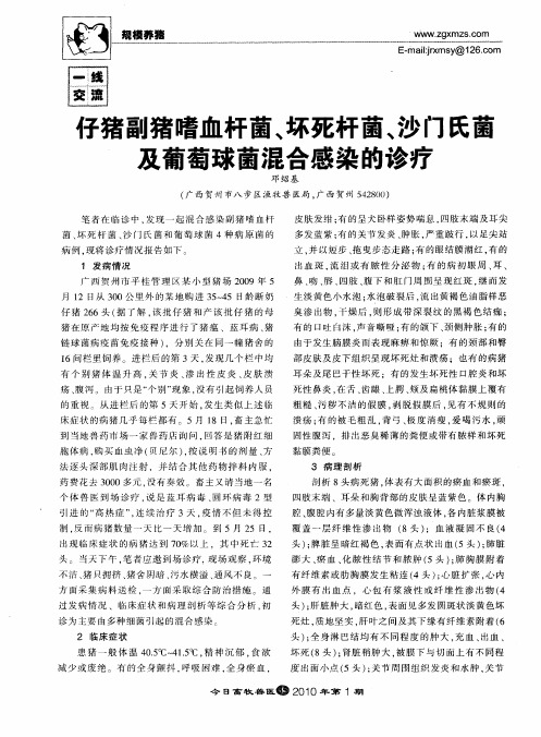 仔猪副猪嗜血杆菌、坏死杆菌、沙门氏菌及葡萄球菌混合感染的诊疗