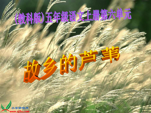 《故乡的芦苇》课件