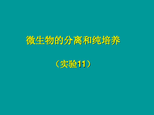 微生物的分离和纯培养ppt(共4个)精品课件