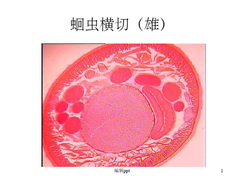 华中农业大学普通动物学实验原腔与环节动物